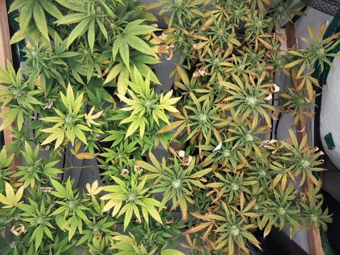 120x120. Week 4 - :(