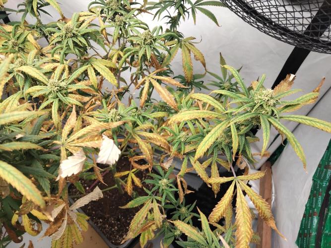 120x120. Week 4 - :(