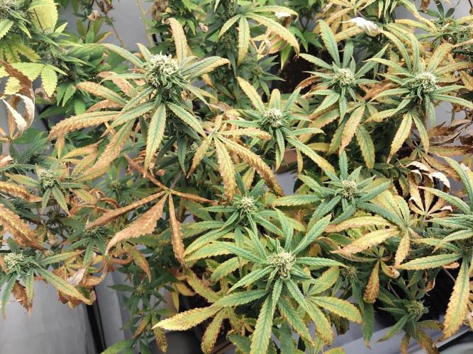 120x120. Week 4 - :(