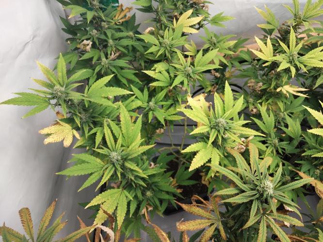 120x120. Week 4 - :(