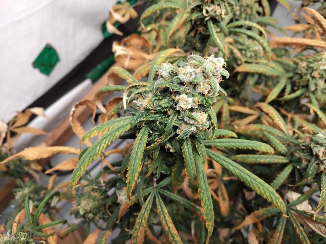 120x120. Week 7 - critical