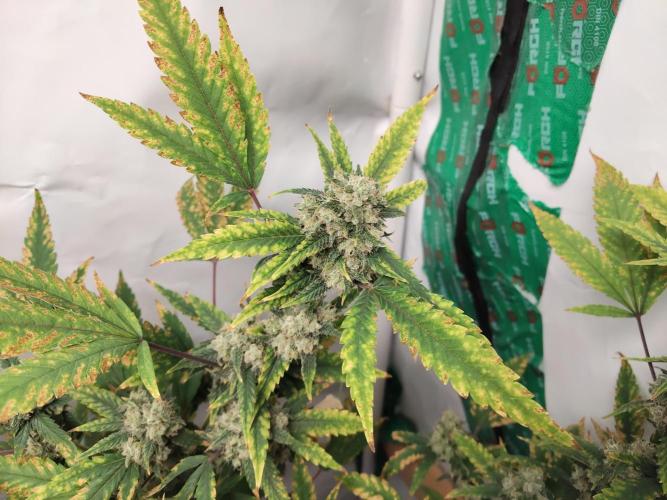 120x120. Week 7 - zkittlez