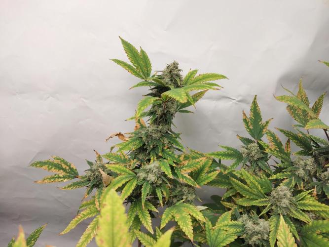 120x120. Week 7 - zkittlez