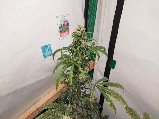 120x120. Week 7 - Acapulco gold 