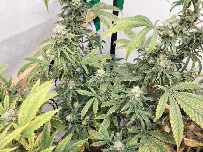 120x120. Week 7 - Acapulco gold 