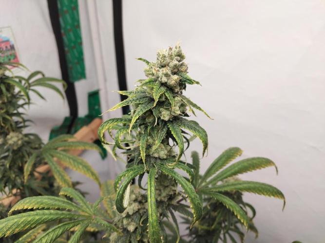 120x120. Week 7 - Acapulco gold 