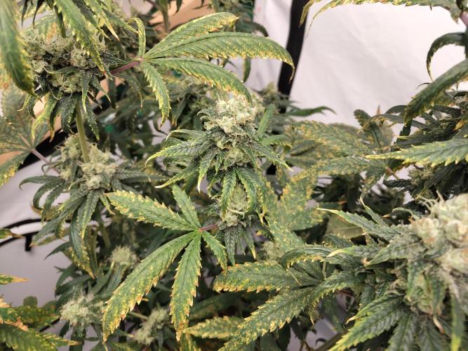 120x120. Week 7 - Acapulco gold 