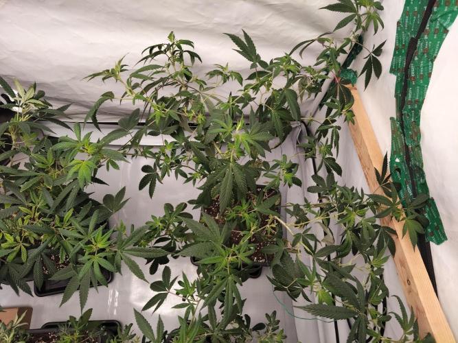 120x120 with clones. Week 1