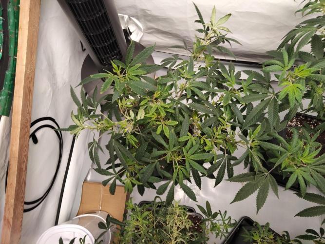 120x120 with clones. Week 1