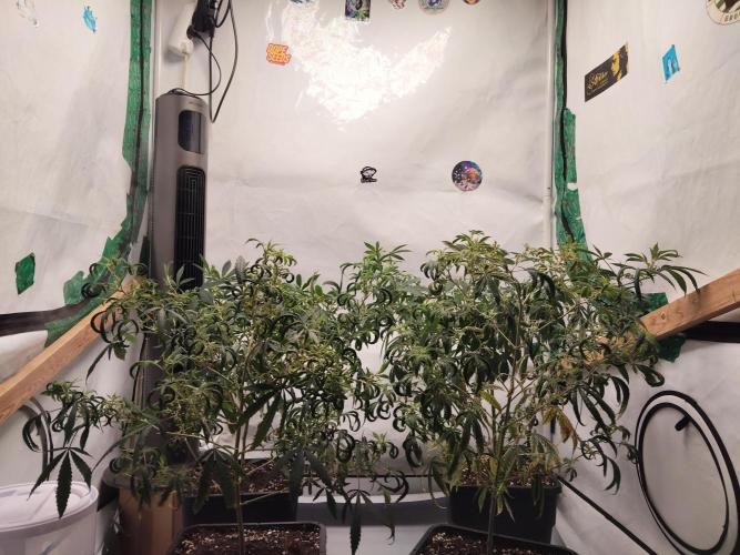 120x120 with clones. Week 1