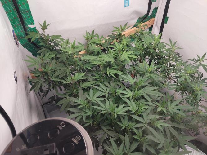 120x120 with clones. Week 2
