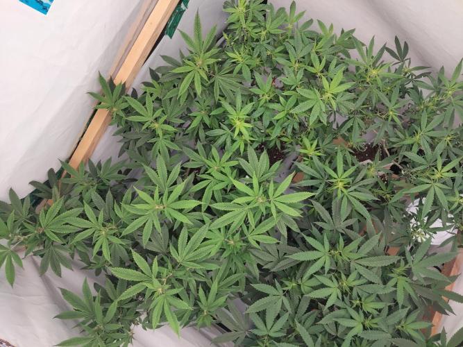 120x120 with clones. Week 2