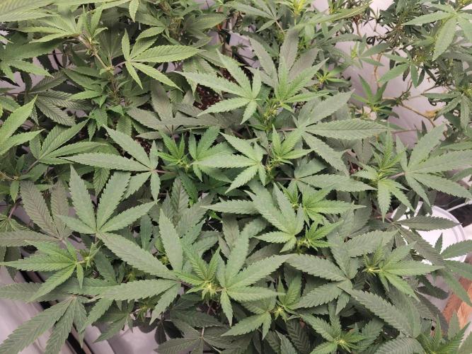 120x120 with clones. Week 2