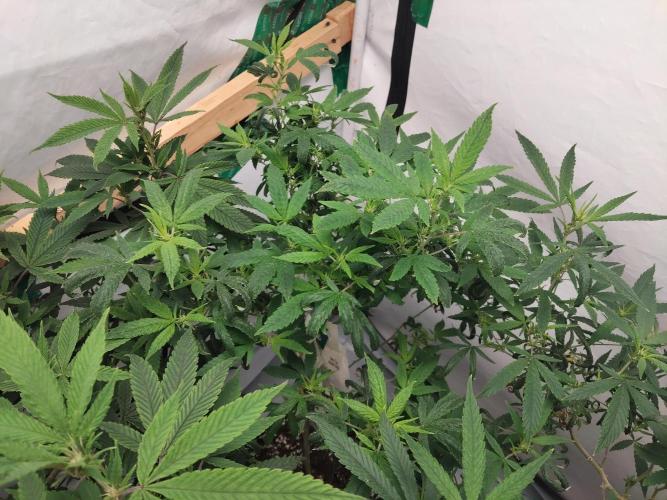 120x120 with clones. Week 2