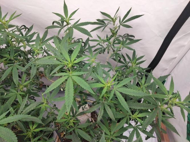 120x120 with clones. Week 2