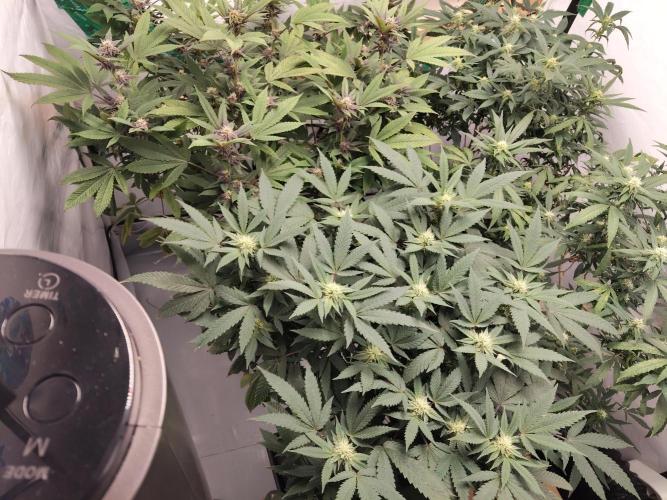 120x120 with clones. Week 4