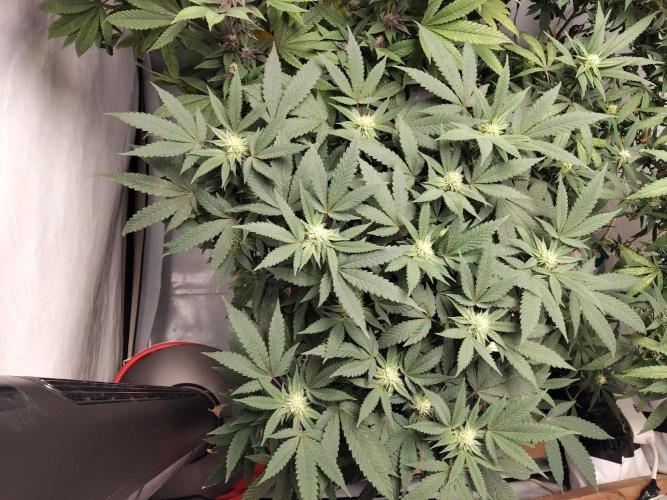 120x120 with clones. Week 4