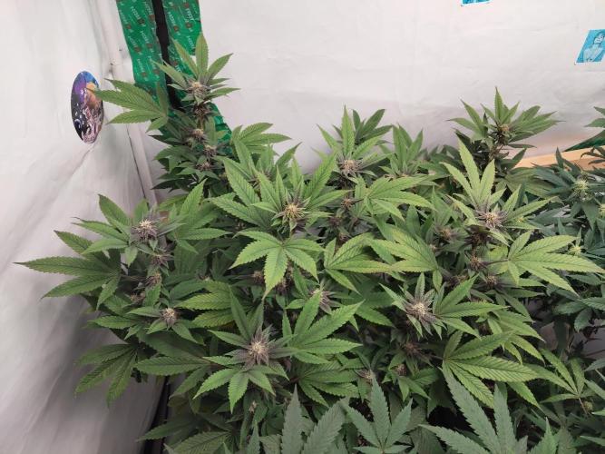 120x120 with clones. Week 4
