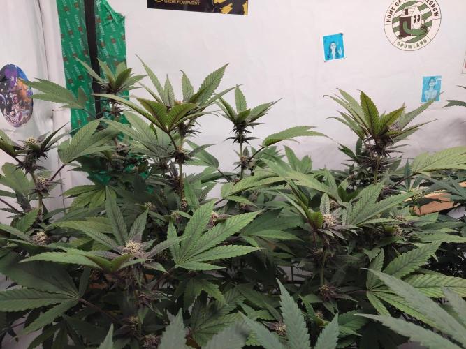 120x120 with clones. Week 4