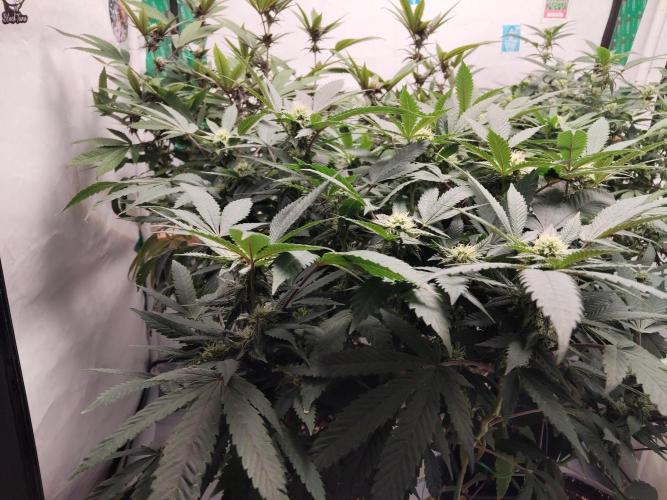 120x120 with clones. Week 4