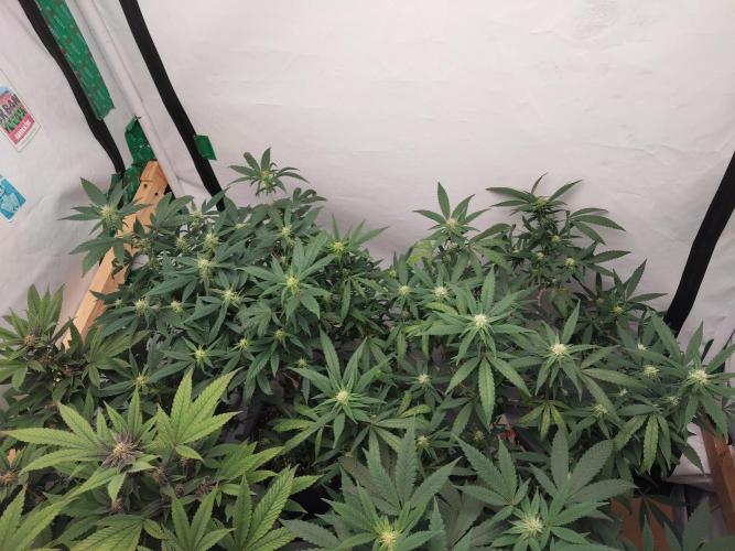 120x120 with clones. Week 4