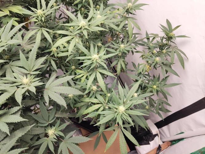 120x120 with clones. Week 4