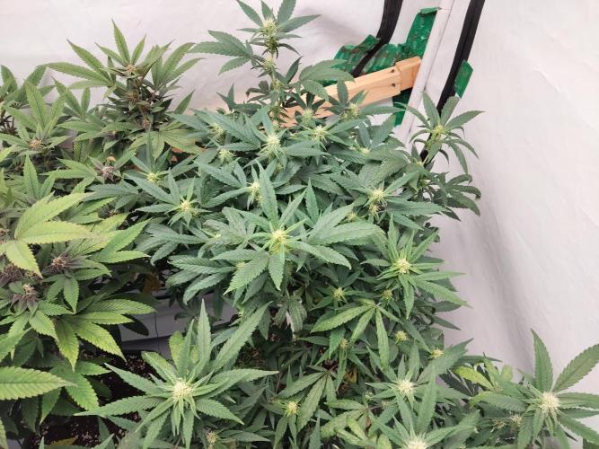 120x120 with clones. Week 4