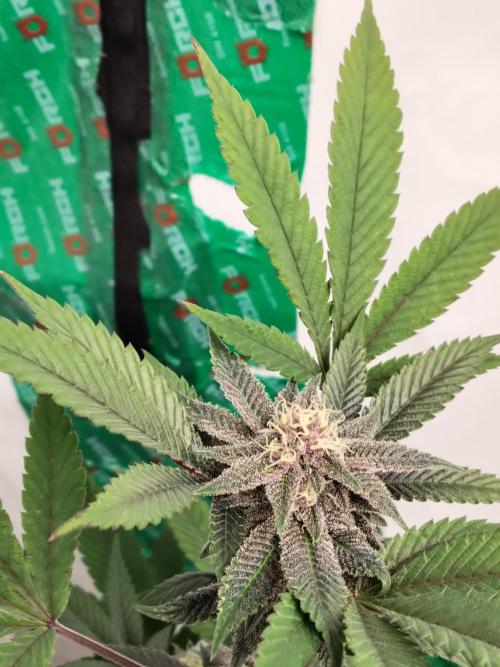 120x120 with clones. Week 5
