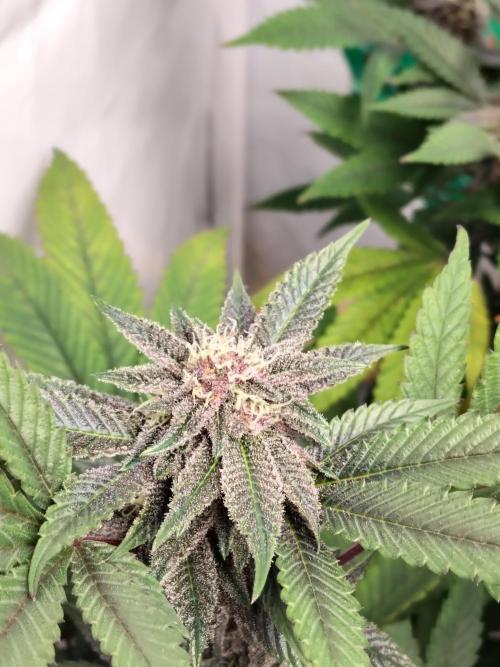 120x120 with clones. Week 5