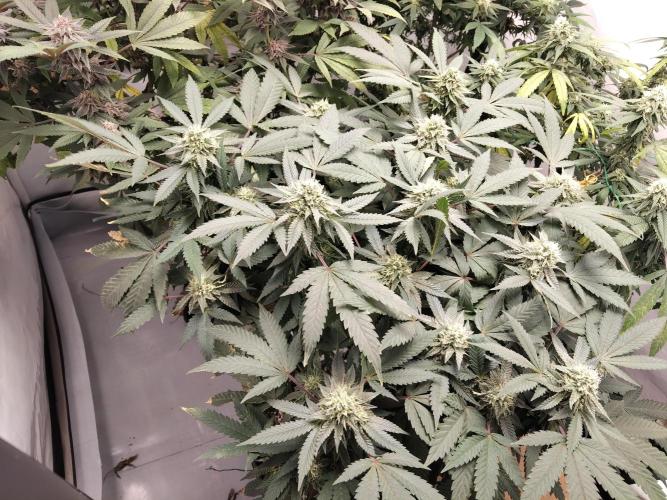 120x120 with clones. Week 6