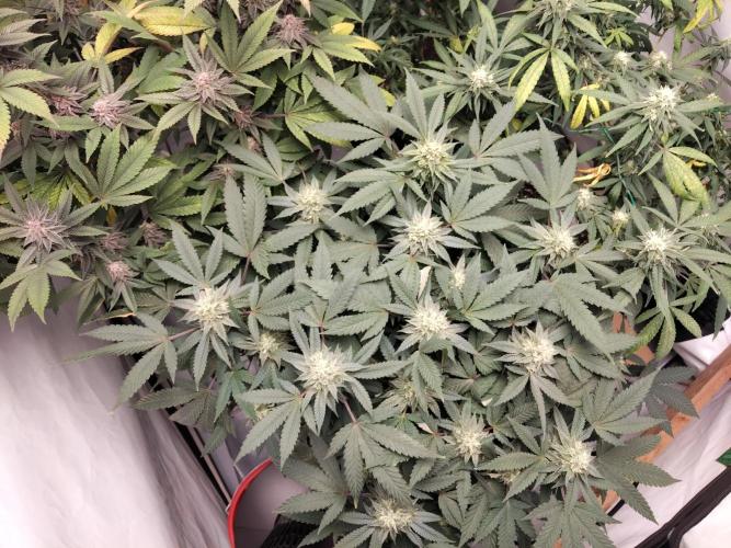 120x120 with clones. Week 6