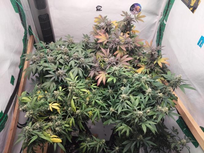 120x120 with clones. Week 7