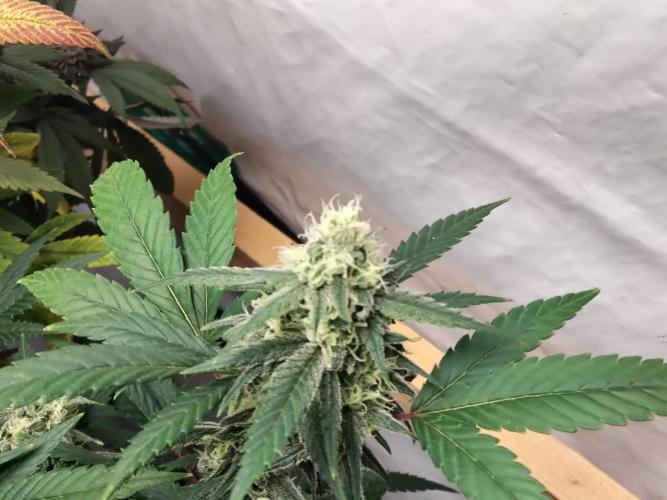 120x120 with clones. Week 7