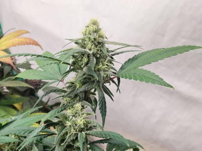 120x120 with clones. Week 7