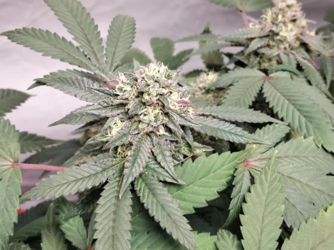 120x120 with clones. Week 7