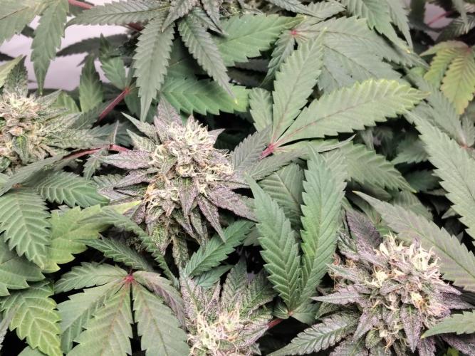 120x120 with clones. Week 7