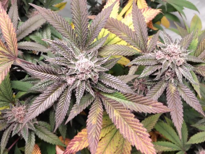 120x120 with clones. Week 7