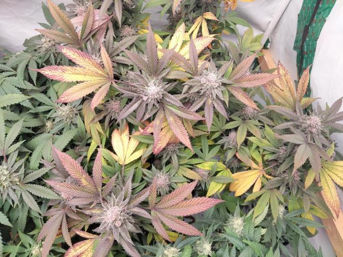 120x120 with clones. Week 7