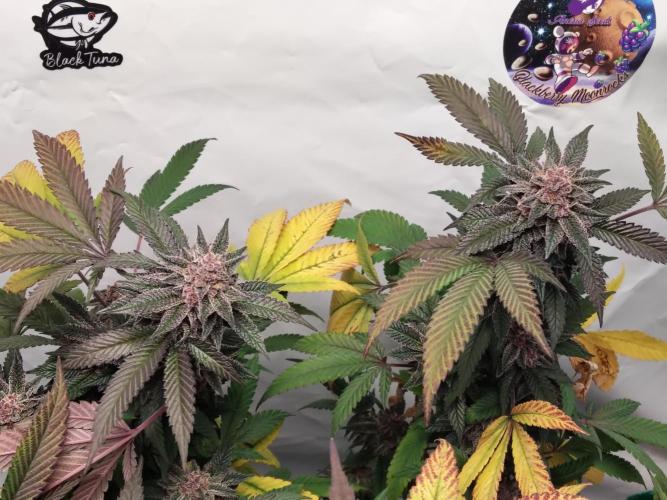 120x120 with clones. Week 7
