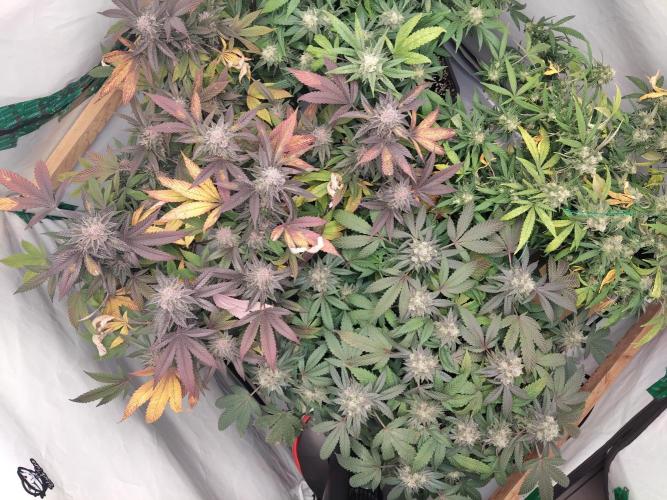 120x120 with clones. Week 7