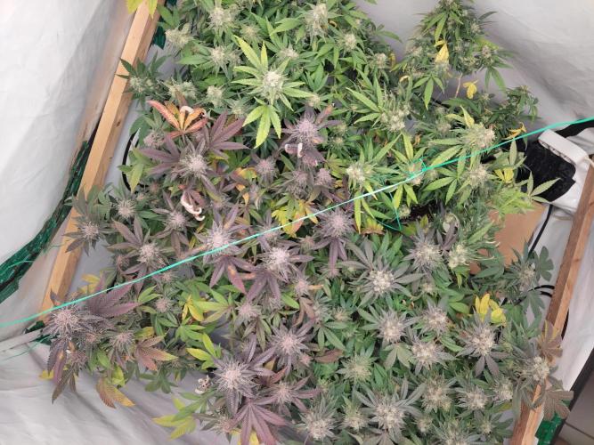 120x120 with clones. Week 8