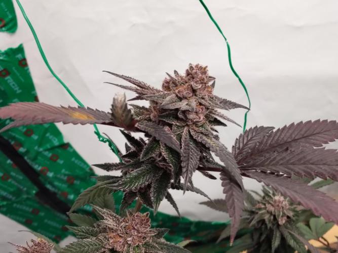 120x120 with clones. Week 8