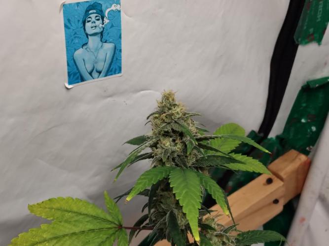 120x120 with clones. Week 8