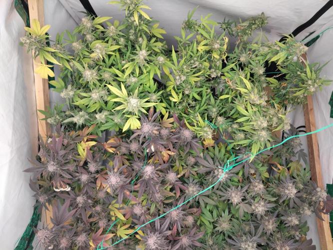 120x120 with clones. Week 8