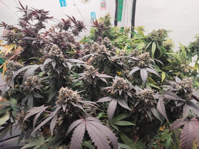 120x120 with clones. Week 8