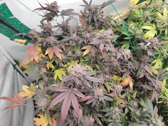 120x120 with clones. Week 8