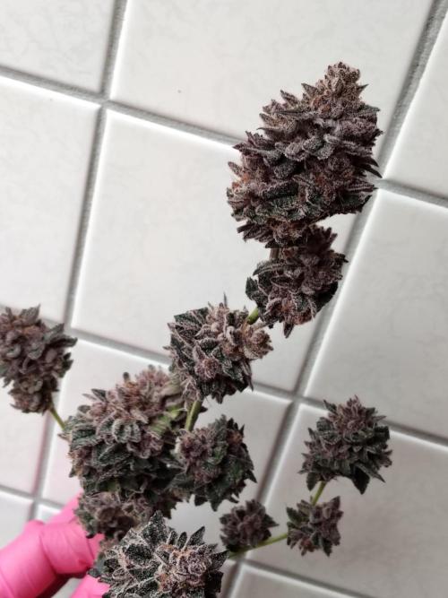 120x120 with clones. Week 9