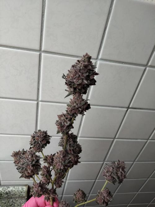 120x120 with clones. Week 9