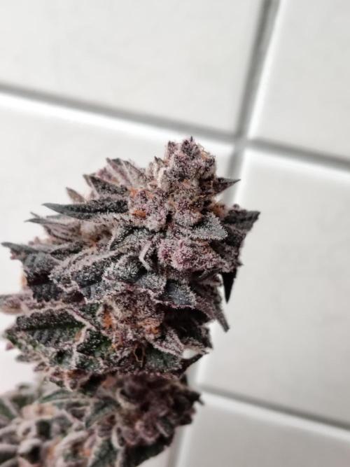120x120 with clones. Week 9