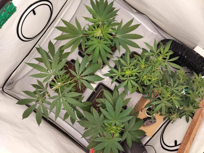 120x120 with clones. Week 1